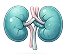 Kidney icon